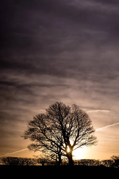 Panorama Porannego Wieczornego Nieba Pięknymi Drzewami Zdjęcie Stockowe