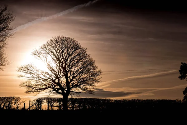 Панорама Ранкового Вечірнього Неба Красивими Деревами Ліцензійні Стокові Зображення