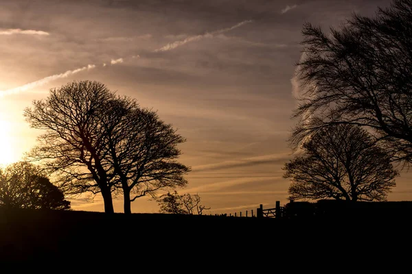 Панорама Ранкового Вечірнього Неба Красивими Деревами Стокове Зображення