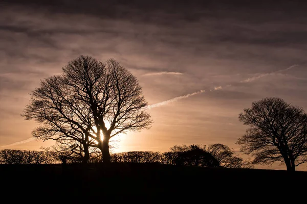 Sabahın Manzarası Güzel Ağaçlarla Dolu Akşam Gökyüzü Telifsiz Stok Fotoğraflar