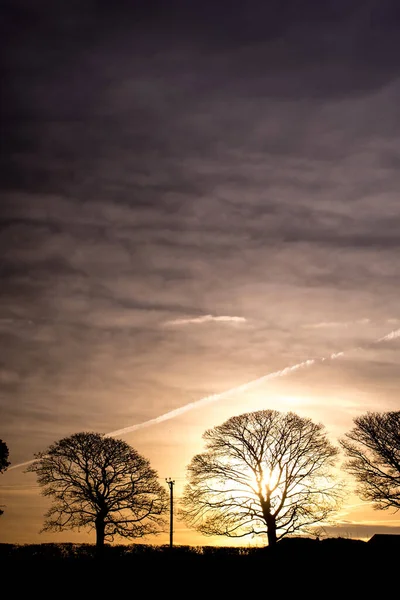 朝のパノラマ 美しい木々と夜の空 ロイヤリティフリーのストック画像