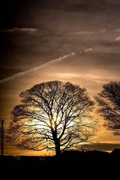 Πανόραμα Πρωινού Βραδινού Ουρανού Όμορφα Δέντρα Royalty Free Φωτογραφίες Αρχείου