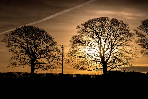 Панорама Ранкового Вечірнього Неба Красивими Деревами Ліцензійні Стокові Зображення