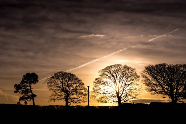 Панорама Ранкового Вечірнього Неба Красивими Деревами Стокова Картинка
