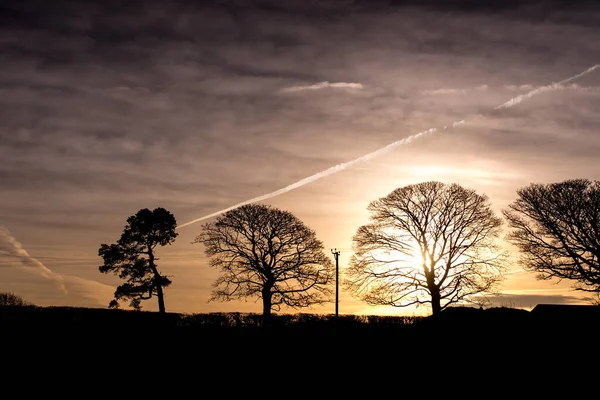 Sabahın Manzarası Güzel Ağaçlarla Dolu Akşam Gökyüzü Telifsiz Stok Fotoğraflar