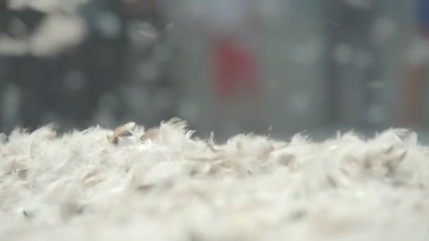 Pillow Fight Whith Feathers Snow — Stock Video