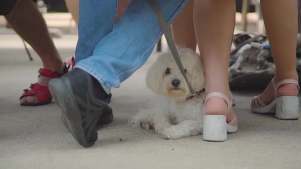 一只白色的小狗坐在主人脚边的皮带上 — 图库视频影像