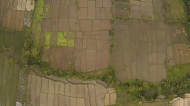 Bali adasındaki tarlalar. Pilav terasları parlak güneşli bir günde ufukta sis ile suyla doldu.