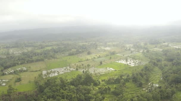 Campos Ilha Bali Terraços Arroz Inundado Com Água Dia Ensolarado — Vídeo de Stock