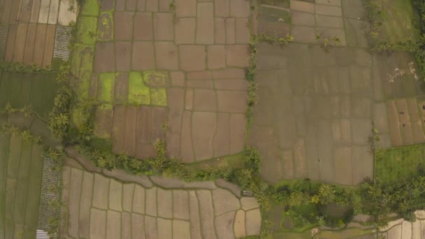 Felder Auf Der Insel Bali Wasserdurchflutete Reisterrassen Einem Strahlend Sonnigen — Stockvideo