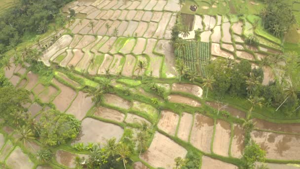 Java Adasındaki Tarlalar Pilav Terasları Parlak Güneşli Bir Günde Ufukta — Stok video