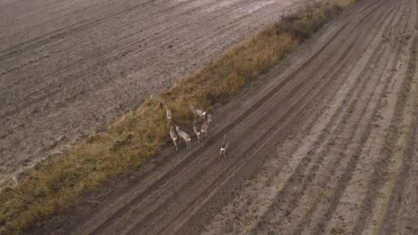 Rebanho Cervos Selvagens Europeus Campo Arado Dia Nebuloso — Vídeo de Stock