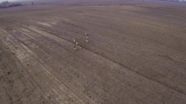 一群欧洲野鹿在犁地上 — 图库视频影像