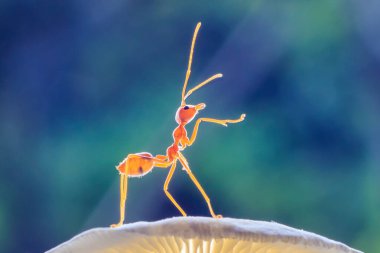 Karıncalar veya Oecoephylla smaradgina