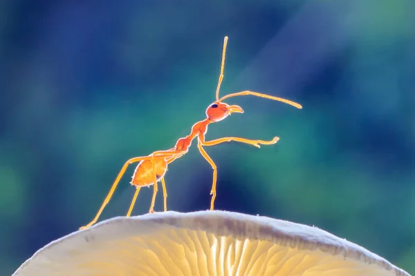 stock image Ants or Oecoephylla smaradgina