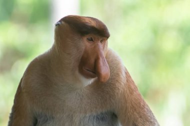 Proboscis maymunu (Nasalis larvatus) ya da uzun burunlu maymun, aşırı büyük burunlu, kırmızı-kahverengi ağaçsı bir Eski Dünya maymunudur. Güneydoğu Asya adası Borneo 'ya özgüdür..