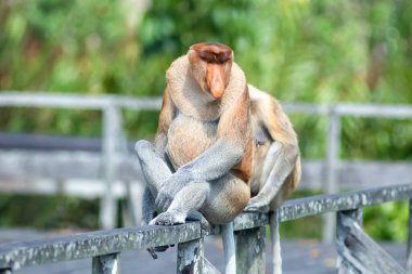 Proboscis maymunu (Nasalis larvatus) ya da uzun burunlu maymun, aşırı büyük burunlu, kırmızı-kahverengi ağaçsı bir Eski Dünya maymunudur. Güneydoğu Asya adası Borneo 'ya özgüdür..
