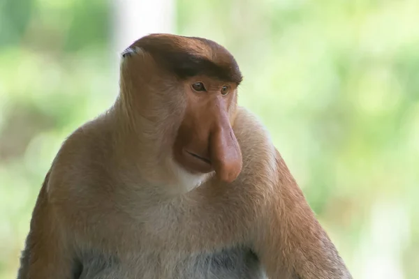 プロボシス猿 Nasalis Larvatus または長鼻猿は 異常に大きな鼻を持つ赤褐色の弧状古世界猿です ボルネオ島の東南アジアの島に固有です — ストック写真