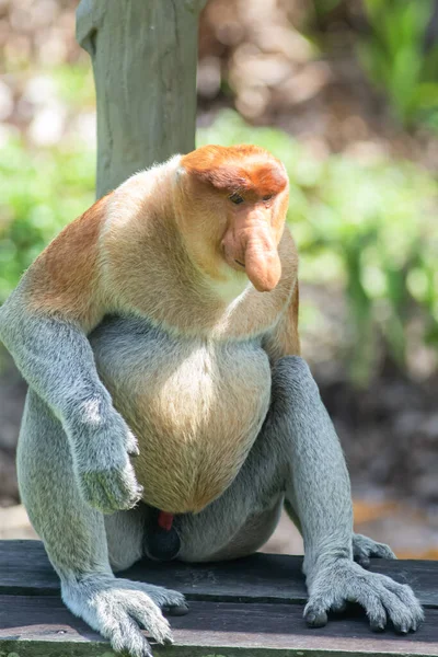 Macaco Probóscide Nasalis Larvatus Macaco Arbóreo Marrom Avermelhado Velho Mundo — Fotografia de Stock