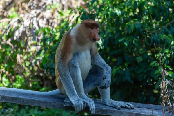 Macaco Probóscide Nasalis Larvatus Macaco Arbóreo Marrom Avermelhado Velho Mundo — Fotografia de Stock