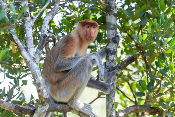 Proboscis maymunu (Nasalis larvatus) ya da uzun burunlu maymun, aşırı büyük burunlu, kırmızı-kahverengi ağaçsı bir Eski Dünya maymunudur. Güneydoğu Asya adası Borneo 'ya özgüdür..