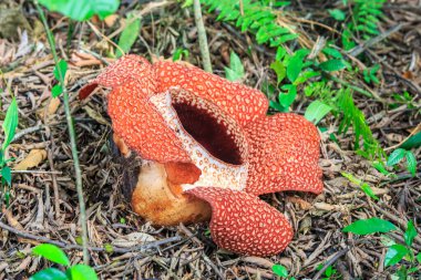 Rafflesia, dünyada Ranau Sabah, Borneo en büyük çiçek