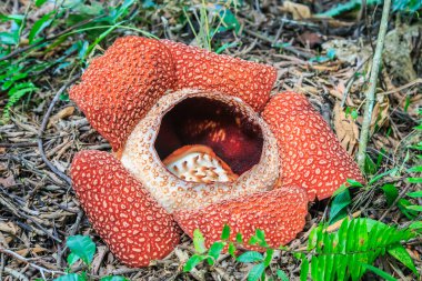Rafflesia, dünyada Ranau Sabah, Borneo en büyük çiçek