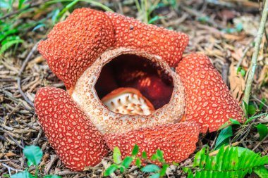 Rafflesia, dünyada Ranau Sabah, Borneo en büyük çiçek