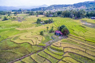 Ranau, Sabah 'daki çeltik tarlasının havadan görünüşü..