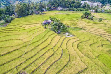 Ranau, Sabah 'daki çeltik tarlasının havadan görünüşü..
