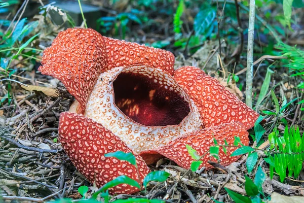 Rafflesia, dünyada Ranau Sabah, Borneo en büyük çiçek