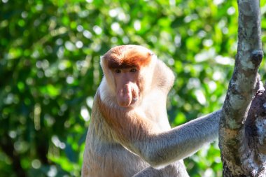 Proboscis maymunu (Nasalis larvatus) ya da uzun burunlu maymun, aşırı büyük burunlu, kırmızı-kahverengi ağaçsı bir Eski Dünya maymunudur. Güneydoğu Asya adası Borneo 'ya özgüdür..