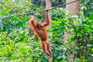 orangutanlar veya pongo pygmaeus Borneo Adası ve Sumatra bulundu sadece Asya harika bir
