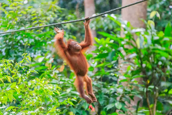 Orangutans Pongo Pygmaeus Only Asian Great Found Island Borneo Sumatra — стоковое фото