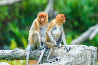 Hortum maymun veya nasalis larvatus