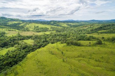 Borneo ormanının güzel hava manzarası