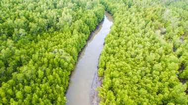 Sabah Borneo, Malezya, mangrov ormanın havadan görünümü.