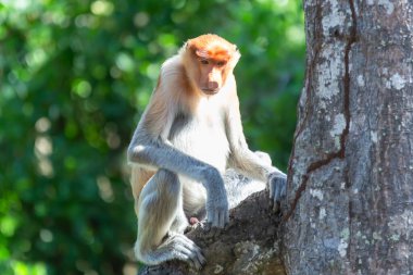 Proboscis maymunu (Nasalis larvatus) ya da uzun burunlu maymun, aşırı büyük burunlu, kırmızı-kahverengi ağaçsı bir Eski Dünya maymunudur. Güneydoğu Asya adası Borneo 'ya özgüdür..