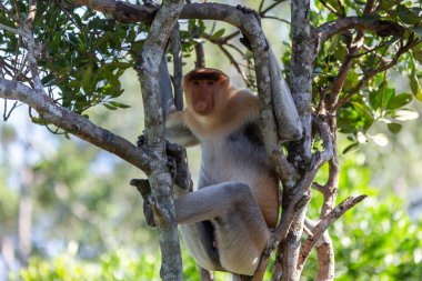 Proboscis maymunu (Nasalis larvatus) ya da uzun burunlu maymun, aşırı büyük burunlu, kırmızı-kahverengi ağaçsı bir Eski Dünya maymunudur. Güneydoğu Asya adası Borneo 'ya özgüdür..