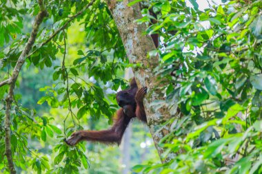 orangutanlar veya pongo pygmaeus Borneo Adası ve Sumatra bulundu sadece Asya harika bir