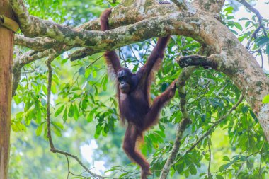 orangutanlar veya pongo pygmaeus Borneo Adası ve Sumatra bulundu sadece Asya harika bir