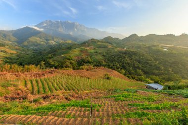 Kundasang Sabah landscape with cabbage farm and Mount Kinabalu at far background during morning. clipart