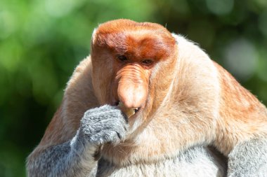 Proboscis maymunu (Nasalis larvatus) ya da uzun burunlu maymun, aşırı büyük burunlu, kırmızı-kahverengi ağaçsı bir Eski Dünya maymunudur. Güneydoğu Asya adası Borneo 'ya özgüdür..