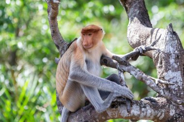 Proboscis maymunu (Nasalis larvatus) ya da uzun burunlu maymun, aşırı büyük burunlu, kırmızı-kahverengi ağaçsı bir Eski Dünya maymunudur. Güneydoğu Asya adası Borneo 'ya özgüdür..