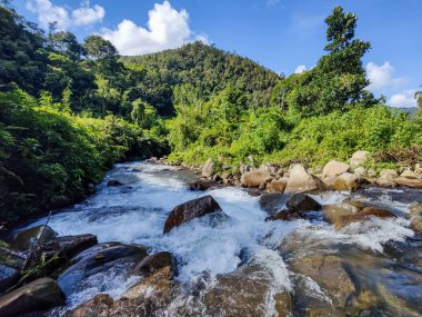 Sabah Malezya Borneo 'sunda güzel doğa derin orman nehri