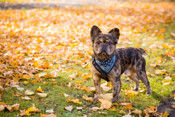 Brindle Bulldog Francês Parque Outono Contra Fundo Folhas Caídas Foco — Fotografia de Stock