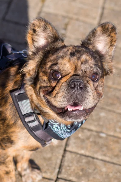 Brindle Fransız Bulldog Portresi Seçici Odak — Stok fotoğraf