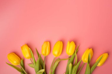 Bahar kartı: Sarı Lale mercan bir arka plan üzerinde. Görünümü en çok, yat.