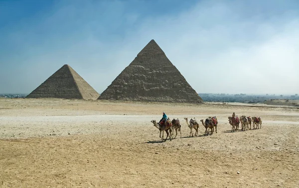 吉萨的金字塔 一车骆驼 胡夫金字塔 Chops Khafre金字塔 Chephren 历史埃及金字塔 — 图库照片