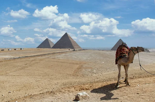2023年3月17日 一头骆驼 背景是吉萨金字塔 — 图库照片